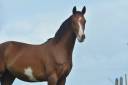 Caballo castrado AES Anglo European Studbook En venta 2022 Pío