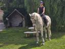 Caballo castrado KWPN Caballo de Deporte Neerlandés En venta 2015 Tordo por SANDREO KWPN