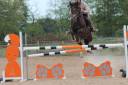 Caballo entero Origine Constatée En venta 2009 Alazán tostado por Garnement La Brée