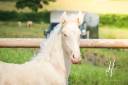 Potro Lusitano En venta 2025 Crema por Ouro JLC