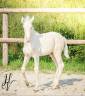 Potro Lusitano En venta 2025 Crema por Ouro JLC