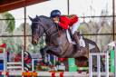 Caballo castrado 2017