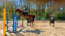 Yegua KWPN Caballo de Deporte Neerlandés En venta 2018 Alazán por Glasgow w vh merelsnest