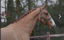 Yegua KWPN Caballo de Deporte Neerlandés En venta 2019 Alazán