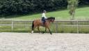 Caballo castrado Franca-Montaña En venta 2020 Bayo por NEVERBOY DU MECOLIS