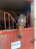 Caballo castrado Pura Sangre En venta 2015 Bayo moreno