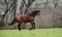 Caballo entero Silla Francés En venta 2021 Bayo por MYLORD CARTHAGO