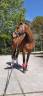 Caballo versátil de salto para disfrutar 
