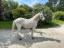 Caballo castrado Otra Raza de Poni En venta 2006 Tordo