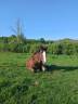 Caballo castrado Tiro Bretón En venta 2023 Alazán tostado