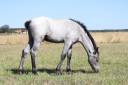 Potro PFS Poni Françés de Silla En venta 2025 Tordo por Usandro Tilia Derlenn