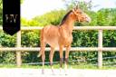Potro Lusitano En venta 2024 Bayo por Ouro JLC