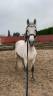 Semental PRE Pura Raza Española En venta 2014 Tordo por DESEO VI