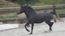 Yegua Pura Sangre Arabe En venta 2009 Negro por SAR SHARAF EL ASWAD