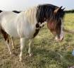 Caballo entero Origen No Constatado En venta 2023 Pío por INCONNU