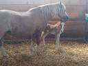 Potro Welsh Poni (Sección B) En venta 2025 Alazán