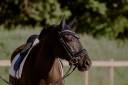 Caballo castrado Lusitano En venta 2013 Bayo moreno