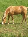 Semental Palomino En venta 2009 Palomino por Eclair Rebel