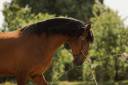 Caballo castrado Lusitano En venta 2016 Bayo por campeador csm