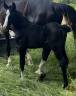 Potranca Silla Francés En venta 2025 Negro por excalibur dela tour vidal