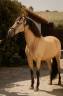 Caballo castrado PRE Pura Raza Española En venta 2015 Isabelo por Invasor JCM