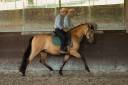 Caballo castrado PRE Pura Raza Española En venta 2015 Isabelo por Invasor JCM