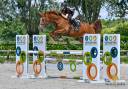 Yegua BWP Caballo de Sangre Belga En venta 2020 Alazán