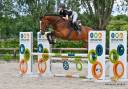 Caballo castrado Zangersheide En venta 2019 Bayo