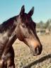 Caballo castrado Silla Francés En venta 2018 Bayo moreno por VLEUT