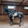 Caballo entero PRE Pura Raza Española En venta 2022 Tordo