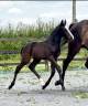 Potro sBs Caballo de Deporte Belga En venta 2025 Bayo moreno