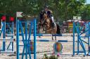 Caballo castrado PFS Poni Françés de Silla En venta 2000 Bayo