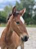 Potro Lusitano En venta 2025 Bayo moreno por Prestigio