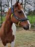 Caballo castrado Quarter Horse En venta 2012 Pinto por SKIPS STEADY JOE (DE), PAINT