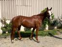 Yegua sBs Caballo de Deporte Belga En venta 2020 Alazán
