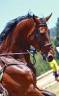 Caballo castrado BWP Caballo de Sangre Belga En venta 2014 Bayo