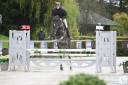 Caballo castrado Zangersheide En venta 2019 Bayo moreno