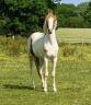 Caballo castrado PFS Poni Françés de Silla En venta 2023 Tobiano