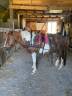 Caballo castrado Pottok En venta 2009 Pío por fiera