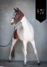 Potranca KWPN Caballo de Deporte Neerlandés En venta 2023 Tobiano por FOR FERRERO