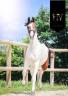 Potranca KWPN Caballo de Deporte Neerlandés En venta 2023 Tobiano por FOR FERRERO