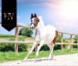 Potranca KWPN Caballo de Deporte Neerlandés En venta 2023 Tobiano por FOR FERRERO