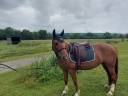 Yegua Otra Raza de Poni En venta 2019 Alazán tostado