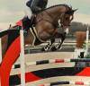 Caballo castrado Zangersheide En venta 2018 Bayo