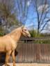 Caballo entero PRE Pura Raza Española En venta 2022 Palomino por SE TIZIANO