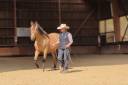 Caballo castrado PRE Pura Raza Española En venta 2021 Isabelo