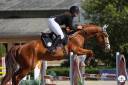 Caballo castrado Silla Francés En venta 2019 Alazán