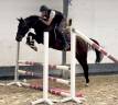 Yegua KWPN Caballo de Deporte Neerlandés En venta 2021 Bayo moreno