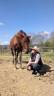 Caballo entero PRE Pura Raza Española En venta 2022 Alazán por CAPRICHOSO MANGO