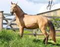 Potranca Lusitano En venta 2023 Isabelo por Miura Des Cais